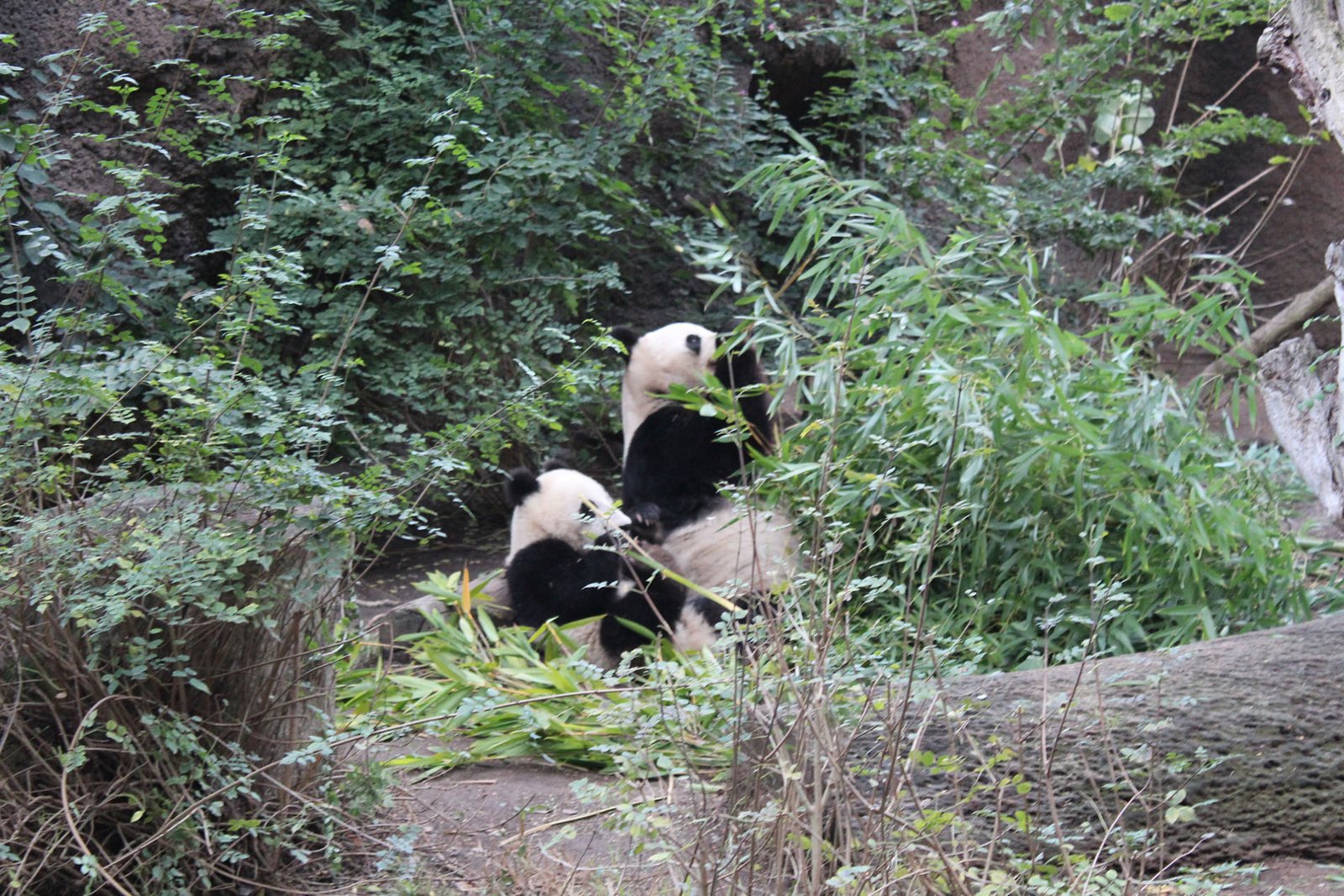 San Diego Zoo Part II 189